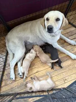 Yellow Male, a male Labrador Retriever for sale in Casco, WI – 3 of 8