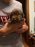 Chocolate Female, a female Labrador Retriever for sale in Casco, WI – 2 of 10