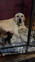 Chocolate Male, a male Labrador Retriever for sale in Casco, WI – 7 of 9