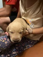 Yellow Male, a male Labrador Retriever for sale in Casco, WI – 4 of 10
