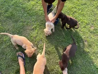 Chocolate Female, a female Labrador Retriever for sale in Casco, WI – 7 of 10