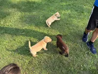 Yellow Male, a male Labrador Retriever for sale in Casco, WI – 5 of 8