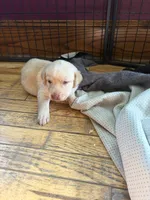 Yellow Male, a male Labrador Retriever for sale in Casco, WI – 2 of 10
