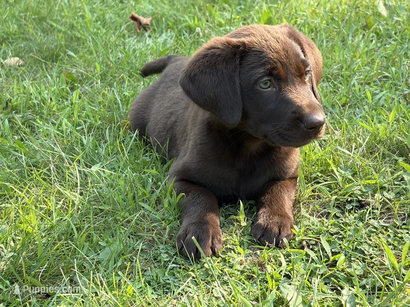 Chocolate Male – Labrador Retriever puppy for sale in Casco, WI