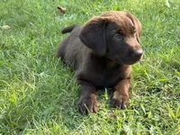Chocolate Male, a male Labrador Retriever for sale in Casco, WI – 1 of 9