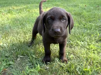 Chocolate Male, a male Labrador Retriever for sale in Casco, WI – 3 of 9