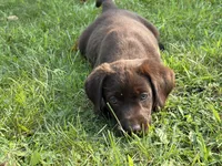 Chocolate Male, a male Labrador Retriever for sale in Casco, WI – 2 of 9