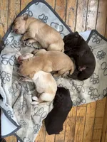 Chocolate Male, a male Labrador Retriever for sale in Casco, WI – 9 of 9