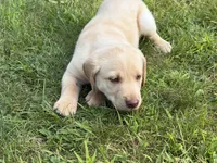 Yellow Male, a male Labrador Retriever for sale in Casco, WI – 1 of 10
