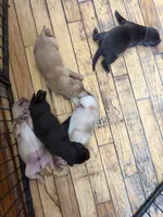 Chocolate Female, a female Labrador Retriever for sale in Casco, WI – 10 of 10