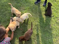 Yellow Male, a male Labrador Retriever for sale in Casco, WI – 4 of 7