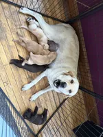 Chocolate Female, a female Labrador Retriever for sale in Casco, WI – 4 of 10