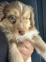 Clifford, a male Toy Australian Shepherd for sale in Delhi, CA – 4 of 4