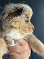 Eeyore, a male Toy Australian Shepherd for sale in Delhi, CA – 2 of 5