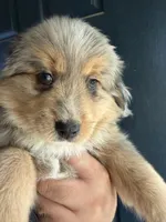 Eeyore, a male Toy Australian Shepherd for sale in Delhi, CA – 4 of 5