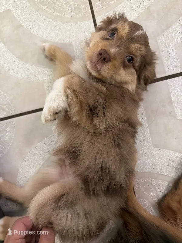 Clifford, a male Toy Australian Shepherd for sale in Delhi, CA – 1 of 4