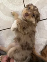 Clifford, a male Toy Australian Shepherd for sale in Delhi, CA – 1 of 4