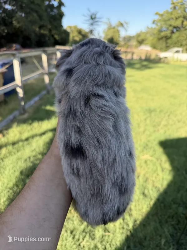 Eeyore – Toy Australian Shepherd puppy for sale in Delhi, CA