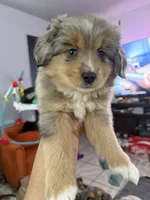 Eeyore, a male Toy Australian Shepherd for sale in Delhi, CA – 5 of 5