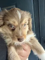 Clifford, a male Toy Australian Shepherd for sale in Delhi, CA – 3 of 4