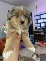 Eeyore, a male Toy Australian Shepherd for sale in Delhi, CA – 3 of 5