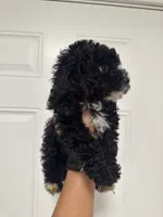 Oreo, a male Poodle - Toy  for sale in Auburn, WA – 4 of 4