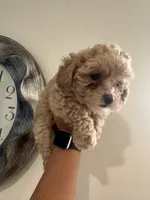 Luna, a female Poodle - Toy  for sale in Auburn, WA – 3 of 3