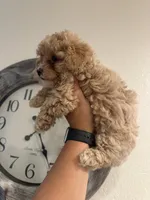Luna, a female Poodle - Toy  for sale in Auburn, WA – 2 of 3