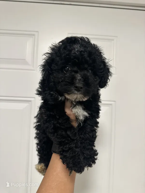 Oreo – Poodle - Toy  puppy for sale in Auburn, WA