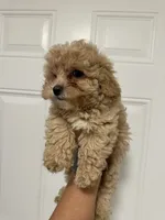 Luna, a female Poodle - Toy  for sale in Auburn, WA – 2 of 3