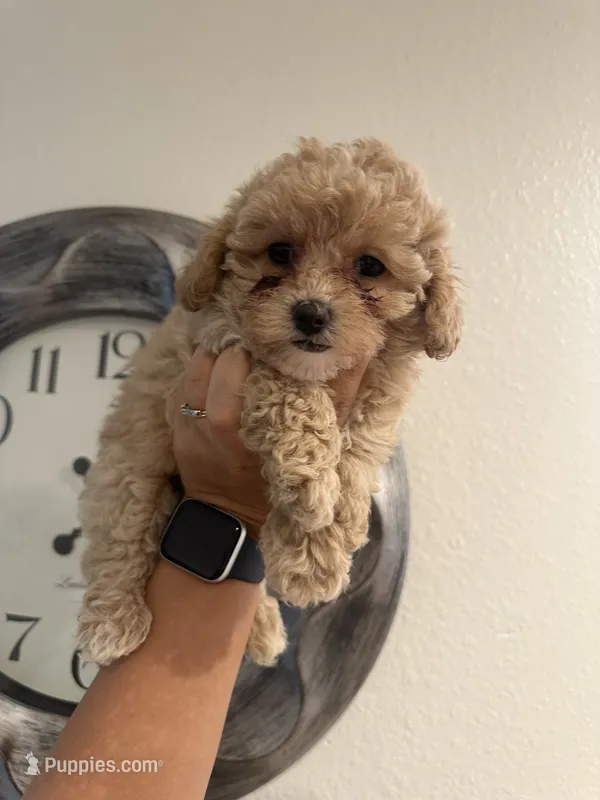 Luna – Poodle - Toy  puppy for sale in Auburn, WA