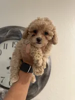 Luna, a female Poodle - Toy  for sale in Auburn, WA – 1 of 3