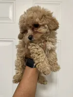 Luna, a female Poodle - Toy  for sale in Auburn, WA – 3 of 3