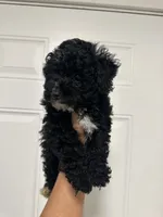 Oreo, a male Poodle - Toy  for sale in Auburn, WA – 2 of 4