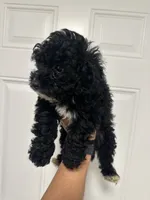 Oreo, a male Poodle - Toy  for sale in Auburn, WA – 3 of 4