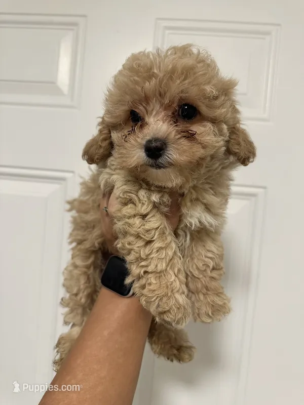 Luna – Poodle - Toy  puppy for sale in Auburn, WA