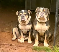 Puppy 1, a male American Bulldog for sale in Lawrenceville, GA – 6 of 9