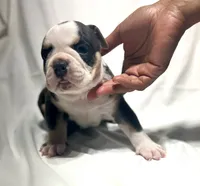 Puppy 2, a male American Bulldog for sale in Lawrenceville, GA – 3 of 10