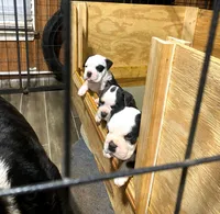 Puppy 3, a female American Bulldog for sale in Lawrenceville, GA – 4 of 9