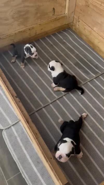 Puppy 1, a male American Bulldog for sale in Lawrenceville, GA – 7 of 9