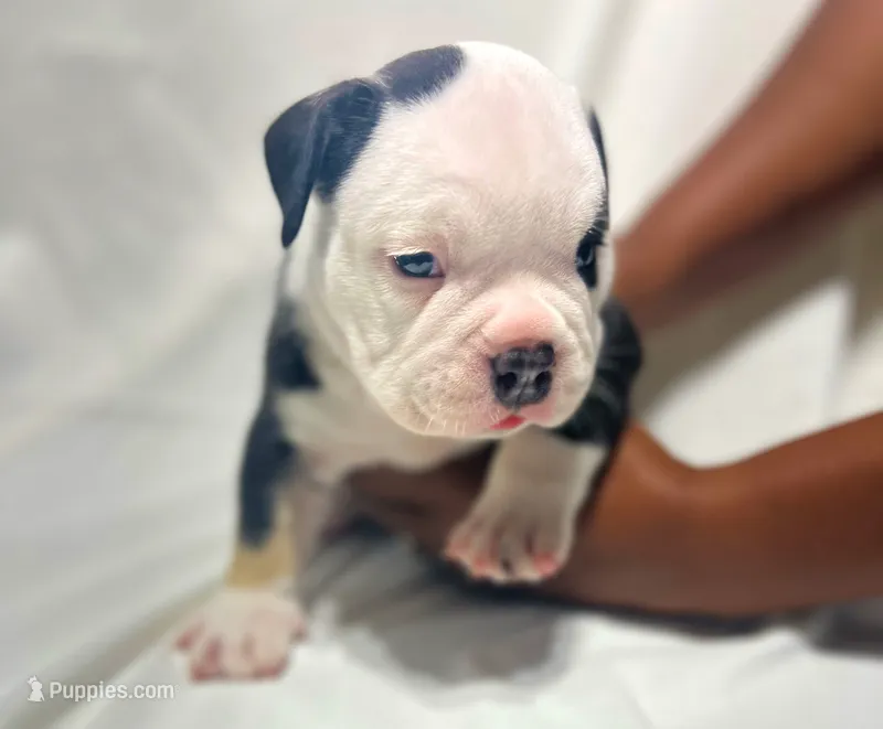 Puppy 1 – American Bulldog puppy for sale in Lawrenceville, GA