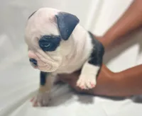Puppy 1, a male American Bulldog for sale in Lawrenceville, GA – 2 of 9