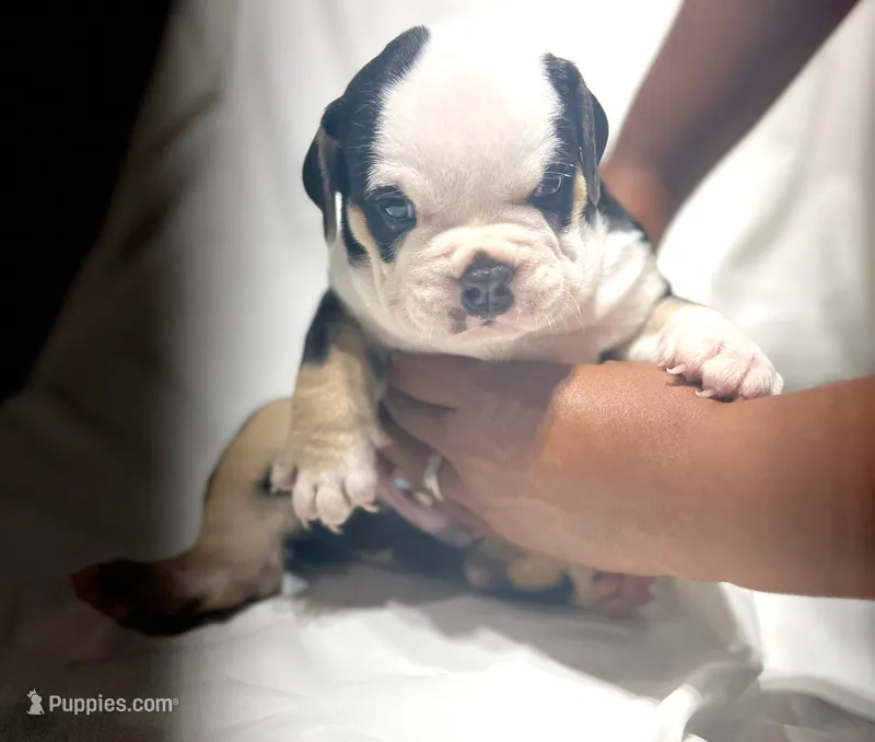 Puppy 2 – American Bulldog puppy for sale in Lawrenceville, GA