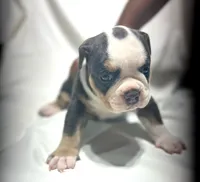 Puppy 3, a female American Bulldog for sale in Lawrenceville, GA – 1 of 9