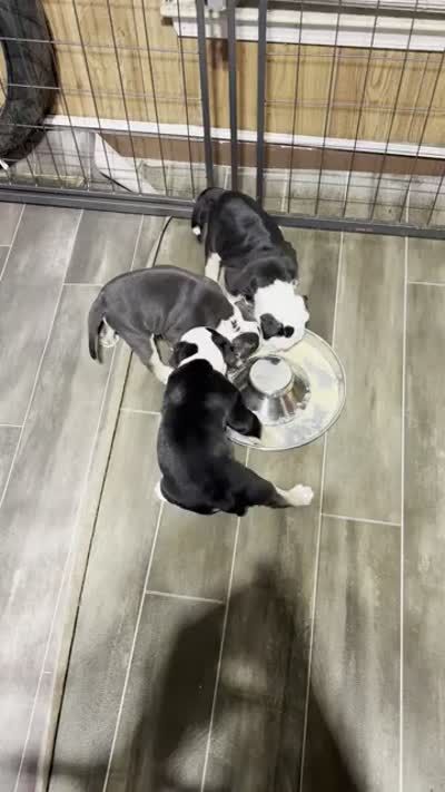 Puppy 1, a male American Bulldog for sale in Lawrenceville, GA – 8 of 9