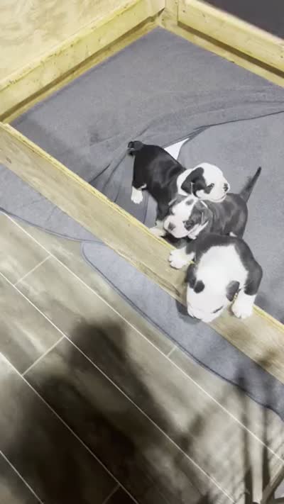 Puppy 2, a male American Bulldog for sale in Lawrenceville, GA – 8 of 10