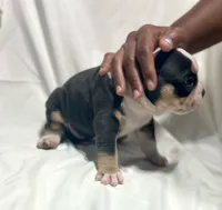 Puppy 3, a female American Bulldog for sale in Lawrenceville, GA – 2 of 9