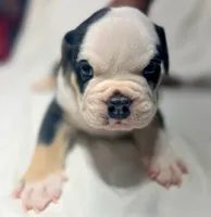 Puppy 2, a male American Bulldog for sale in Lawrenceville, GA – 2 of 10