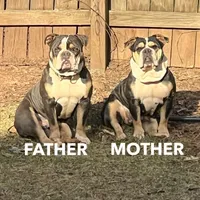 Puppy 1, a male American Bulldog for sale in Lawrenceville, GA – 5 of 9