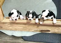 Puppy 1, a male American Bulldog for sale in Lawrenceville, GA – 3 of 9